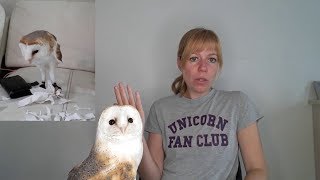 Lookie my barn owl being naughty & why 🦉😂 by Vegan Hippie 2,134 views 4 years ago 5 minutes, 33 seconds