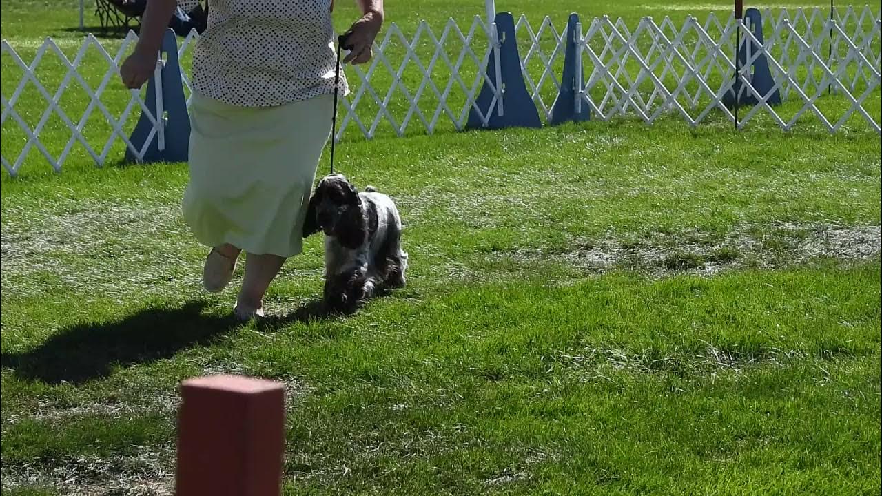 Utah Dog Show Part 3 9.25.21 DSCN0175 YouTube