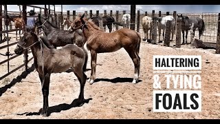 HALTERING & TYING FOALS | JASPER’S NEW HORSE