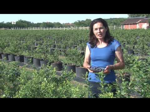 Video: Kako Hraniti Borovnice U Proljeće? Shema Proljetnog Hranjenja. Kako Gnojiti Vrtne Borovnice U Maju Za Dobru Berbu? Đubrenje U Rano Proleće