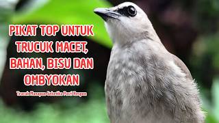 Download lagu Trucukan GACOR ngalas ROPEL PANJANG suara alam AMPUH buat pancingan jadikan trucuk Gacor GARUDA
