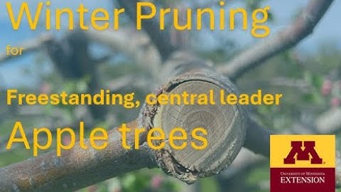 2025 UMN Apple pruning webinar: Freestanding, central leader apple trees