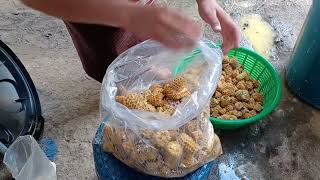 Proceso para hacer 🍄‍🟫 hongos comestibles, área rural