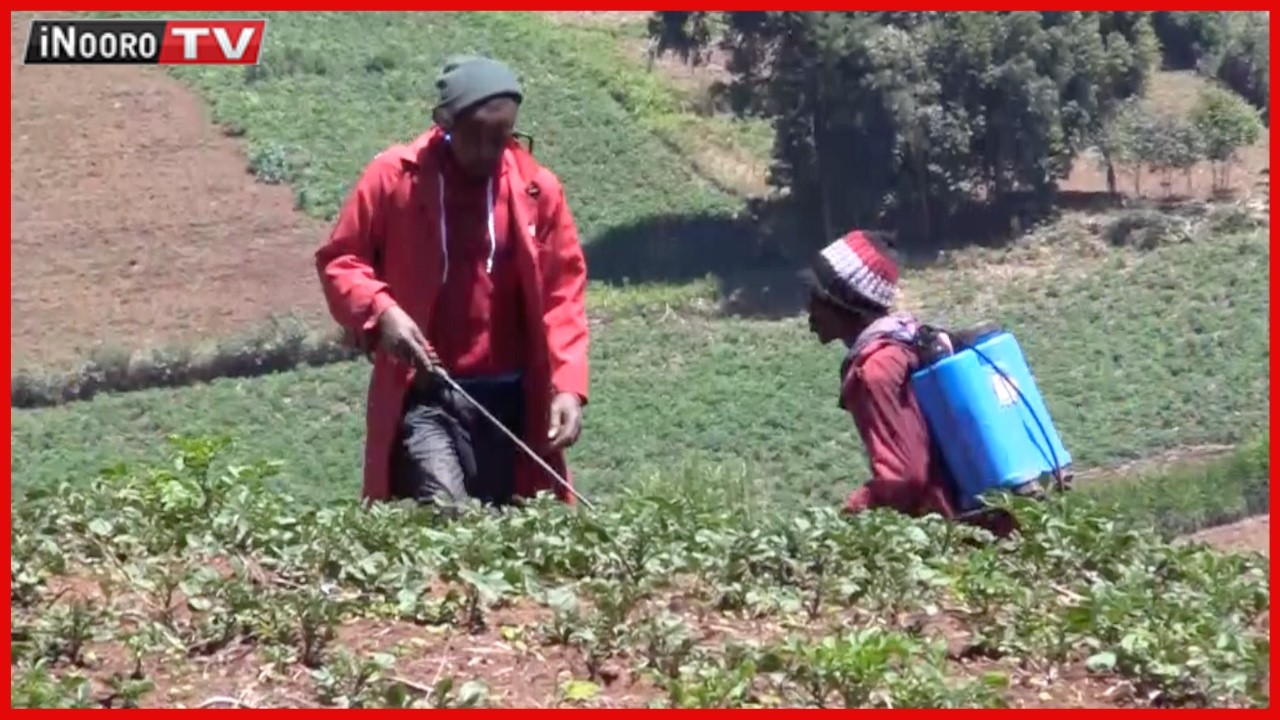 Arĩmi kũrika mĩgũnda-inĩ kũhanda, Molo