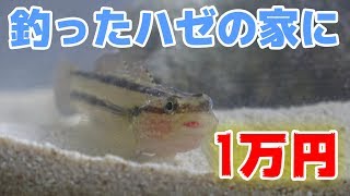 #2【海水】ハゼの家をcharmさんでポチりました！【アクアリウム】