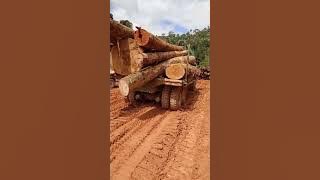 lori balak keluar kayu selepas musim hujan sangkut terus log truck santaiwong Malaysia