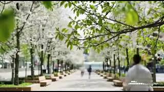 나무 사이 햇살 따라 걷는 공원 오후 🌿 Soft Spring Walk Playlist