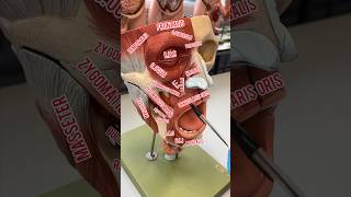 Muscles Of The Face In 60 Seconds