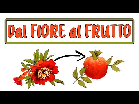 Video: Nel frutto si sviluppa il pericarpo?