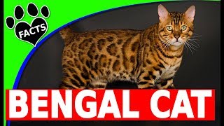 Bengal Cats 101  Bengal Cat Facts and Information