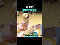 母犬の教育の大切さ