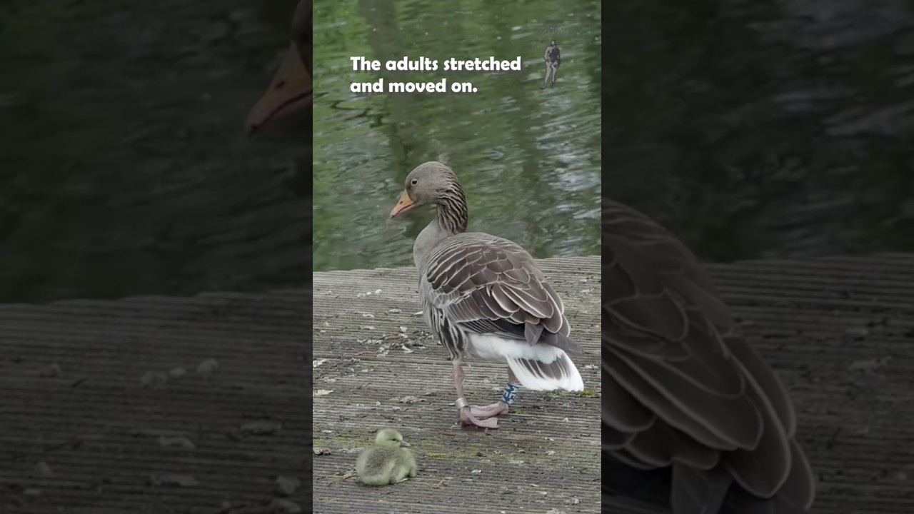 Baby Goose Wakes Up and Follows Parents | BibBobBib