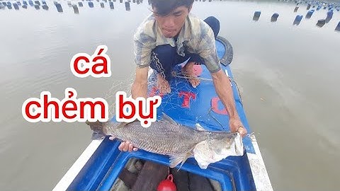 tiếp tục đi thăm lưới cá chẻm ,tập 2,(lê nghĩa cần giờ)