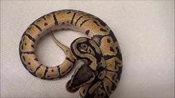 2019 2 Male Pastel Dbl het VPI Axanthic Clown Ball Pythons
