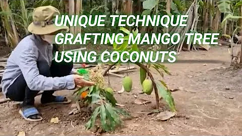 Unique Technique: Grafting Mango Tree Using Coconuts Growing Faster and Has Many Fruits @beautyshort63