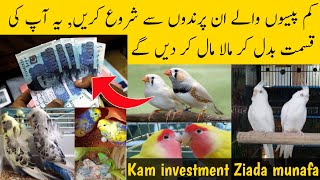 Top 4 profitable birds for less investment birds business in Pakistan | profitable birds business screenshot 2