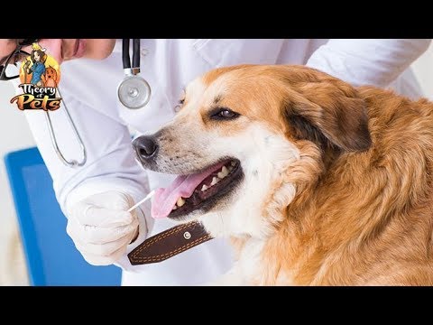 top-#60:-how-dog-dna-tests-impact-veterinary-research