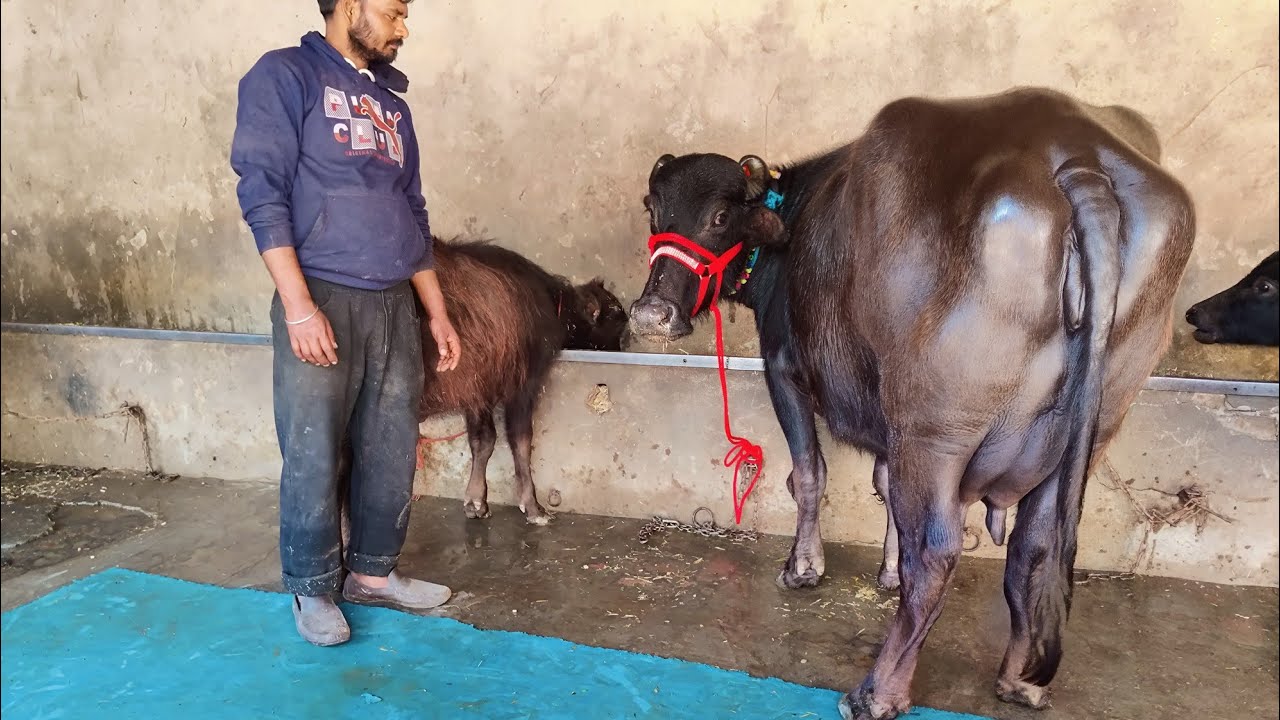 ਤਿੰਨ ਤੋਕੜ ਗੱਭਣ ਝੋਟੀਆਂ ਦੋਵਾਂ ਥੱਲੇ ਅਠ ਅਠ ਕਿਲੋ ਦੁੱਧ ਚੈੱਕ ਪਾਸ ਬੱਚੇ ਸਮੇਤ ਪਿੰਡ ਸਹਿਣਾ