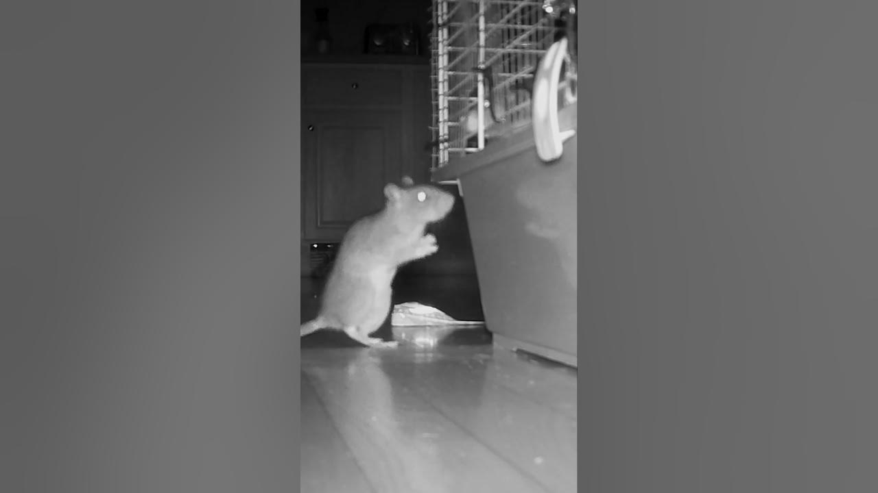 wild-rat-meets-pet-rats-youtube