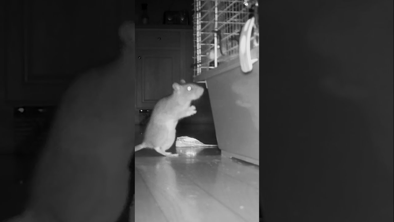 WILD RAT MEETS PET RATS YouTube WILD RAT MEETS PET RATS YouTube