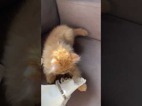 Cute brown cat playing #shorts #ytshorts #cat #browncat #persiancat #pussycat #animals