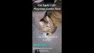 Cat Lady Life Cat Playtime Game Face Video #cat #catvideos #cattoys #catlover