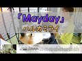 【Mayday】  ハルカミライ  ドラム  2アングル