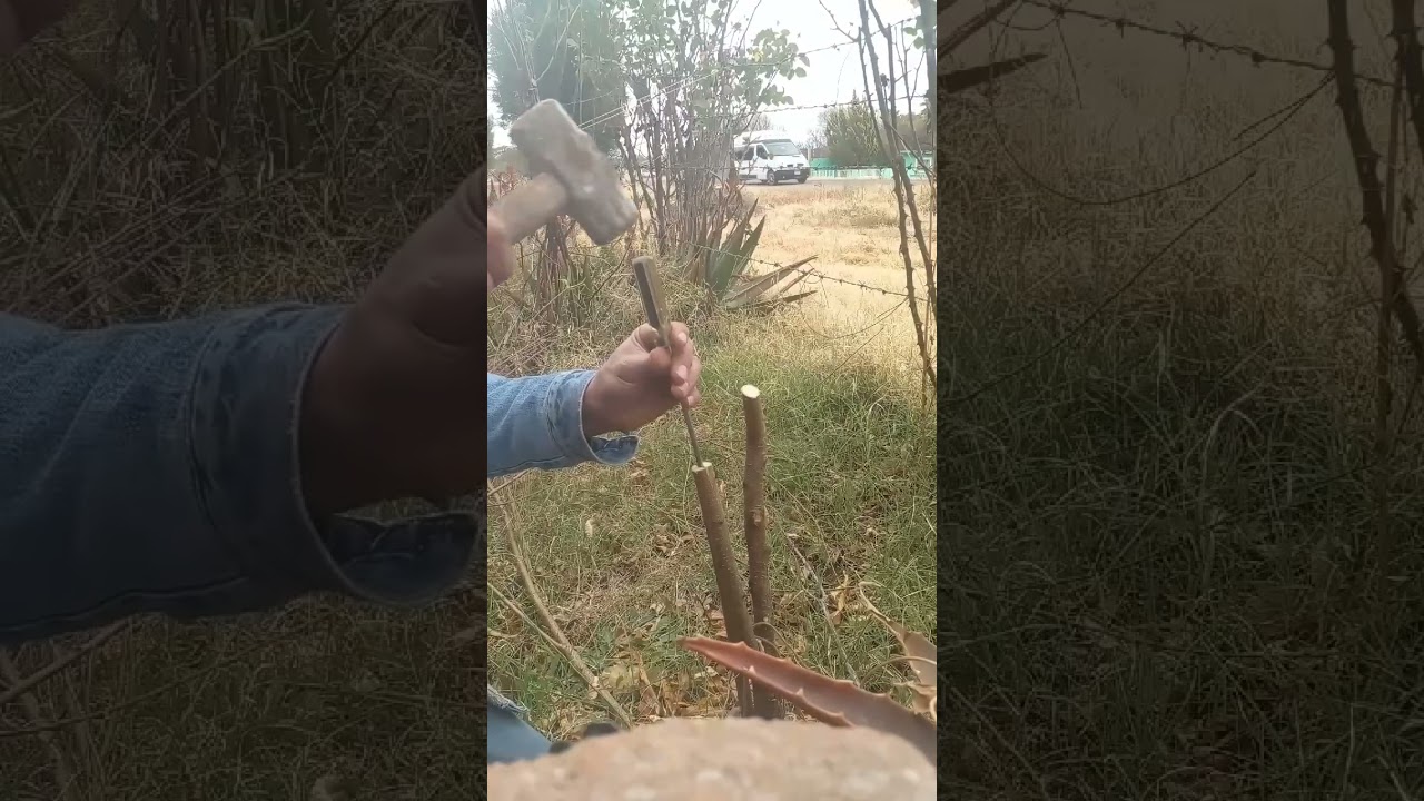 Injertando durazno con ciruelo 