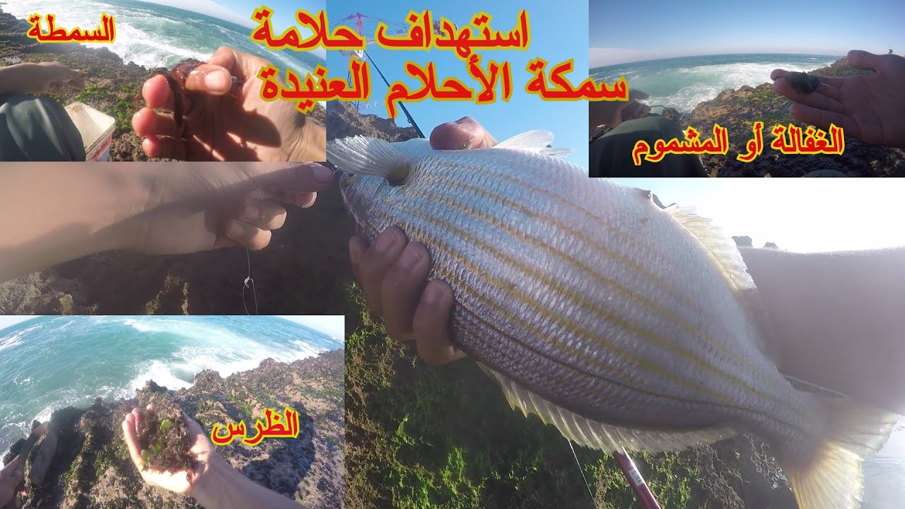 أبجديات صيد حلامة بالفراشة مونطاج وجمع  الغفالة والسمطة وطريقة التطعيم ورش بالضرس