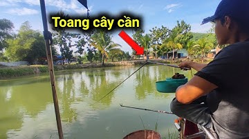 🎣 Câu đài - xách đông lạnh nhộng tằm đi câu cá diêu hồng và kết quả ngoài mong đợi ✅
