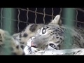 Животные: леопард, пума, снежный барс - большие кошки в шикарных вольерах\Николаевский зоопарк