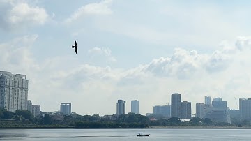 Common Swift in Flight over Sungei Buloh Wetland Reserve | Slow Motion Capture
