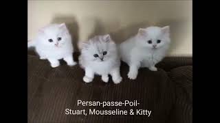 www.persan-passe-poil.com Eleveurs chatons royale kitty kittens breeder canada