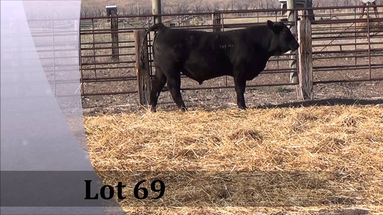 Lot 69 St.Onge Livestock Bulls to sell April 1, 2016 @ 1 pm Mst St