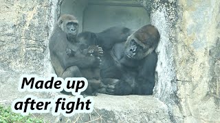Between gorilla couple : How did D'jeeco and Tayari make up after fight? /  金剛猩猩夫婦在衝突之後如何合好的😍