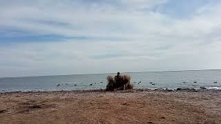 Caccia alle anatre in Argentina Duck hunting Argentina screenshot 4