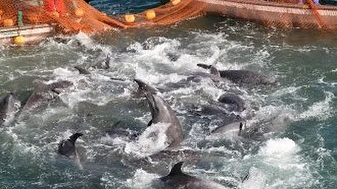 From the Cove to Captivity Contest - Megan Rose Ta...