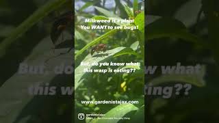 Benefits of Bugs!