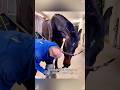 Horses enjoy the farrier #funny #horse #horselife #funnyvideos #love