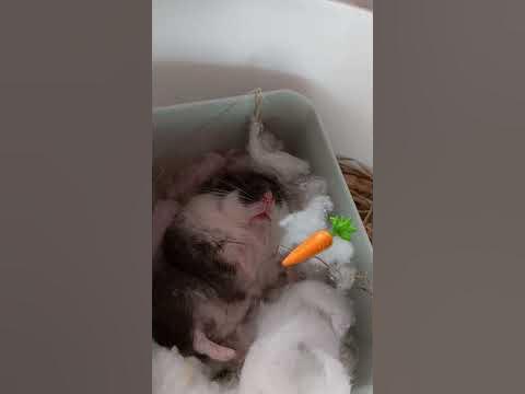Гриша 🐹 приснится же такое🫣 - YouTube