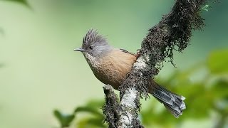 Kicau Burung Streak throated Barwing