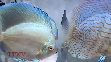 Tuyển cá dĩa đẹp: Cá Dĩa Lam da rắn Hội chợ cá cảnh 2019