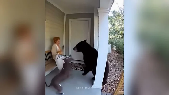 BEST of Hero Animals That Saved Human Lives 2026, You Must See | Hilarious Cat Moments #funnymoments