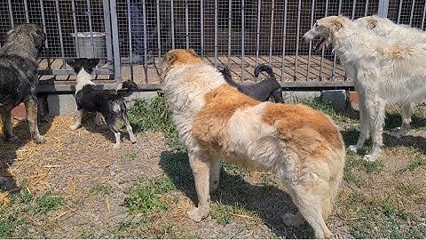 Голодные собаки напали на еду