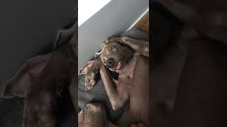 Brussels - Cybil And Mavis - More Of Disney Mavis With Tummy Tickles.