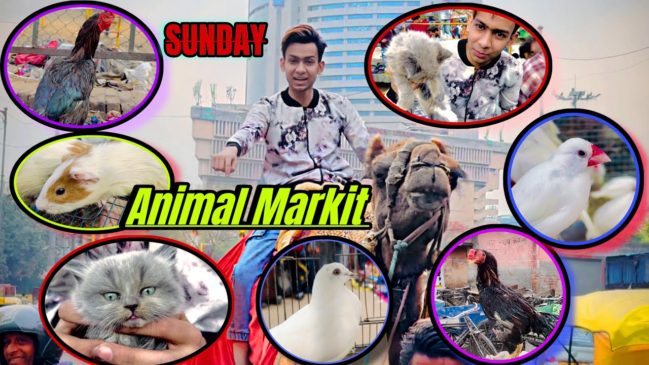 Delhi famous Bird Markit Animal Markit 🐇🕊️🦜यहाँ हर चीज़ मिल जाएगी पेट ...