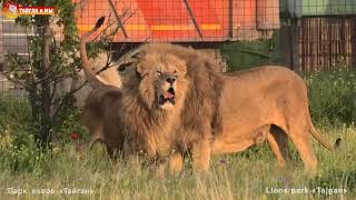 ПРОВЕРКА НА ПРОЧНОСТЬ нового прайда. Львы. Тайган. Lions life in Taigan.