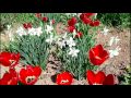 1 мая 2017 года на даче. Петуния, хризантема, лилии, виола и клубника. Обзор