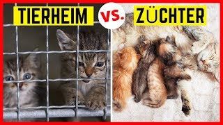 KATZE AUS TIERHEIM ODER VOM ZÜCHTER? So treffen Sie die richtige Entscheidung