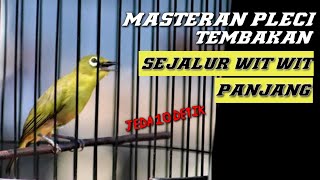 MASTERAN PLECI TEMBAKAN SEJALUR // DENGAN JEDA 10DETIK // WAJIB DI COBA 👍